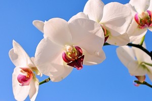 世界保龄球青训赛事IP孵化：主题联赛带动赞助与流量，世界保龄球联合会